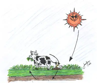 cartoon drawing of the food circle with a cow grazing and a sun feeding the grass