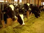 Group of cows in a row eating hay and grain