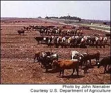 Pack of cows seperated by fence into different rows 