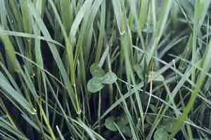 Patch of grass with some three leaf clovers growing amongst