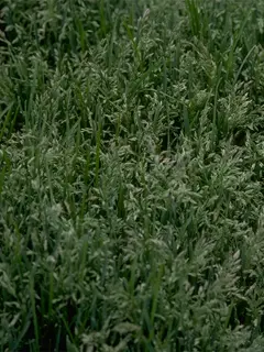 Close up photo of green grass