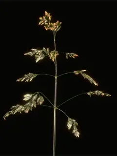Close up of kentucky bluegrass with a black background