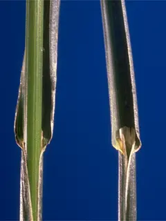 Green stock with a dark blue background