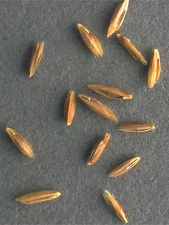 close up of kentucky blue grass seed with a grey background