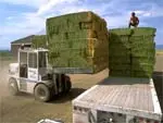 Forklift loadfing hay into back of a truck