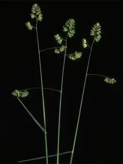 Close up of long green stems with a black background