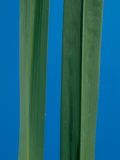 Close up of two strands of grass with a blue background