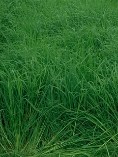 Close up of long green grass swaying in the wind