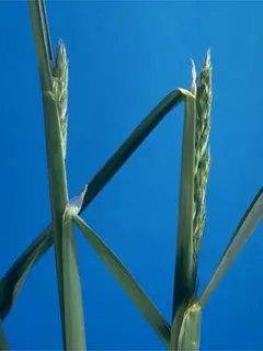 Close up of growing wehat with a green stem and a blue background