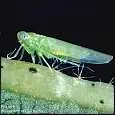Close up of a long green bug eating a leaf
