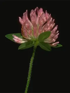 Close up of a thin green stem with a pink flower at the top