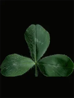 Close up of a three leaf clover and black background