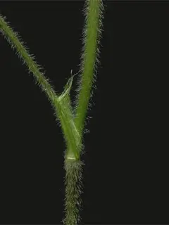 Close up of two thin green stems with a black background
