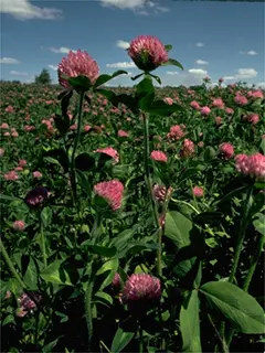 patch of red clovers growing under the blue sky