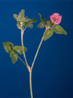 Thin stem breaking into three smaller stems with one displaying a blooming pink flower
