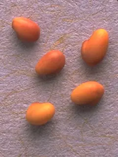 Close up of light brown seeds on a white background