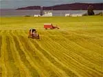 Field displaying the rows from a previous harvest