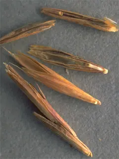 Husks of corn laying on a grey background