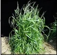 Clump of green grass with a black background