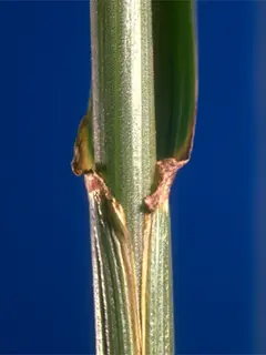 Close up of a green steam with the outside layer peeling