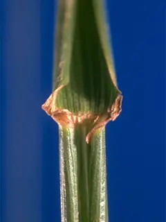 CLose up of a  green hollow stock with a blue background