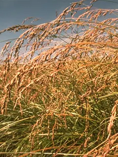 Green and yellow strands of wheat flowing in the wind