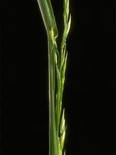 Close up of a sytrand of fescue showcasing the seeds at the tip