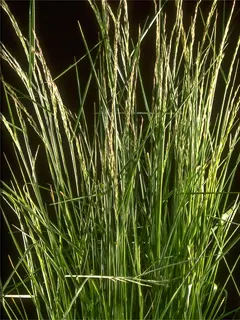 Close up of a patch of light green grass