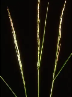 Close up of sparse strands of grass