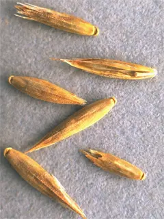 Close up of dried out fescue seeds scattered on a grey background