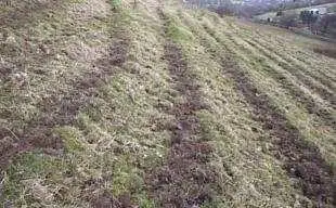 Crops planted in subsequent strips