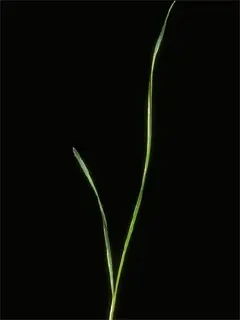 Close up of a thin wiry strand of grass on a black background