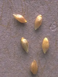 Close up of scattered light brown seeds
