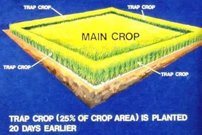 Diagram of the outer rim of corn known as the trap crop