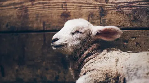 Sleeping sheep