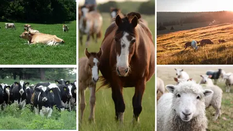 Horses, goats, sheep, cows grazing