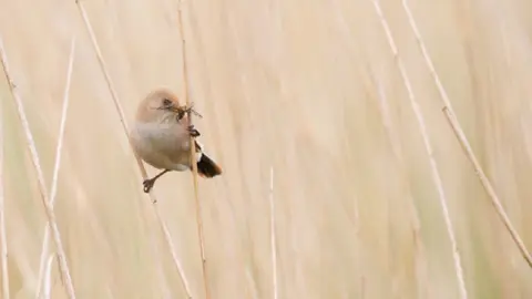 Bird catching an insect