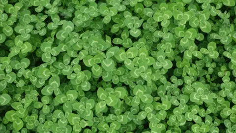 Clover image as a cover crop