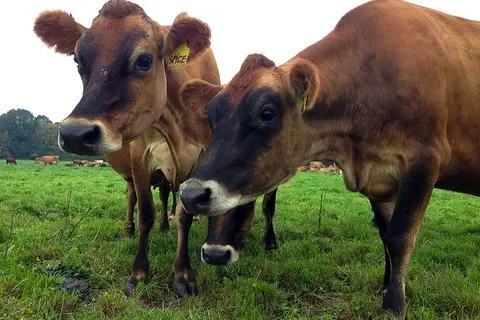 Dairy cows grazing - Monmouth - Bansen's Double J Jerseys - Anna Roth