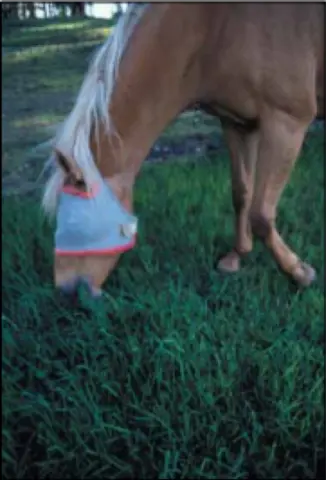 Horse grazing forage