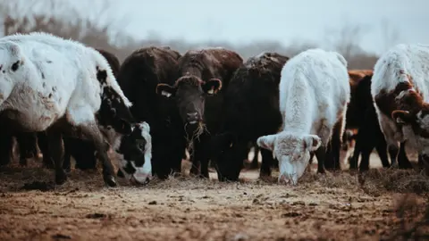 Herd of cattle grazing