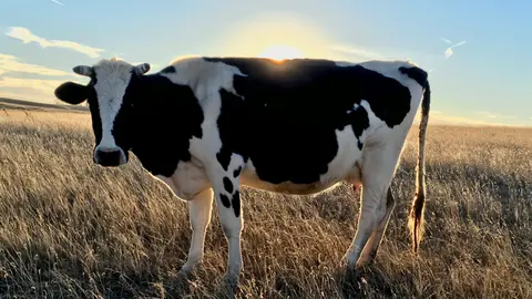 dairy cow standing in a field