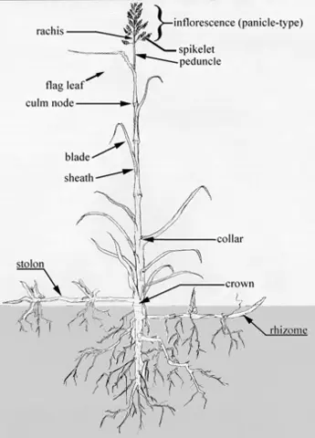 Diagram of all physical characteristics of grass