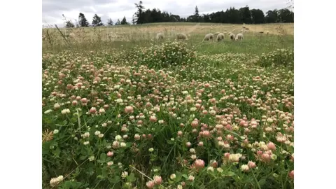 Sheep grazing clover 