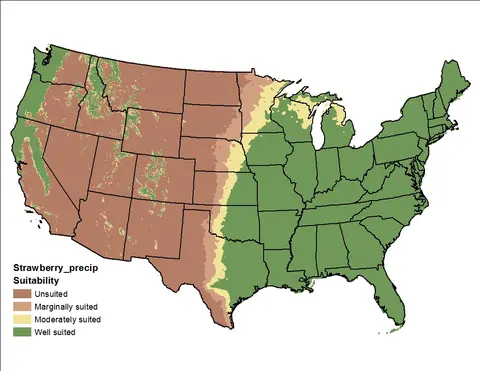 Strawberry Clover Precipitation US Map