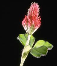 Crimson clover inflorescence and leaves - Hannaway