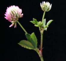 Gland Clover - closeup flowering stem leaflets - Avinoam Danin - Flora of Israel