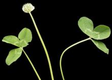 White clover inflorescence and leaves - Hollander
