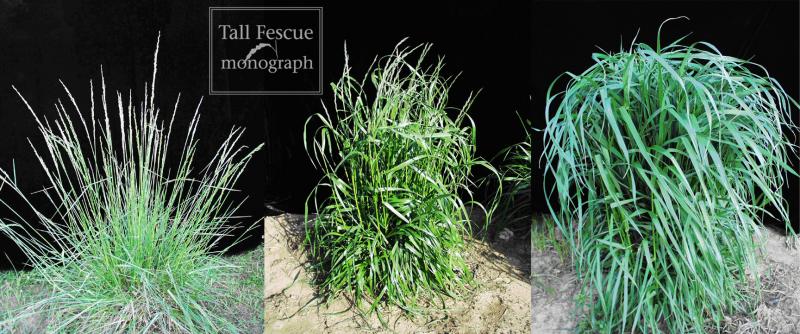  Fig. 2-3. The hybrid at left (L. multiflorum × 4x tall fescue) was generated artificially through traditional breeding techniques by Dr. Tim Phillips at the University of Kentucky using the grasses at center [L. multiflorum (annual ryegrass)] and right (4x tall fescue). Such hybrids also arise naturally and have given rise to many of the  polyploid grasses in the Festuca-Lolium complex. 