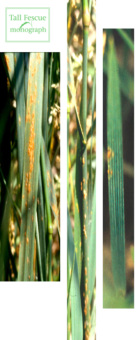 Tall fescue with disease